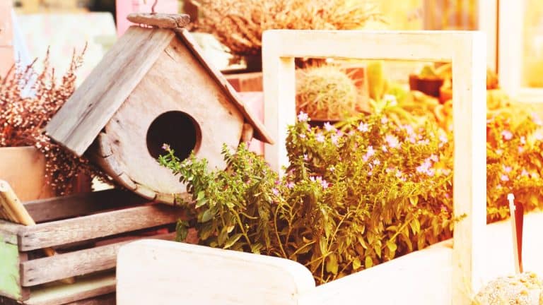 Découvrez comment cette plante unique transforme votre jardin en un refuge coloré pour les oiseaux cet automne