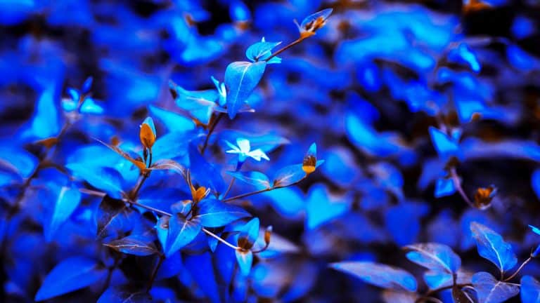 Secrets d’un jardin bleuté en automne : cultivez ces 3 arbustes à fleurs bleues pour un extérieur apaisant