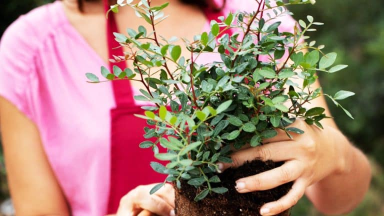 Voici comment embellir votre jardin toute l’année avec ces 5 arbustes persistants et résistants au froid