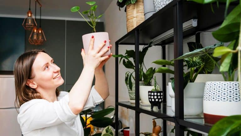 Les secrets pour transformer chaque pièce de votre maison avec des plantes d’intérieur