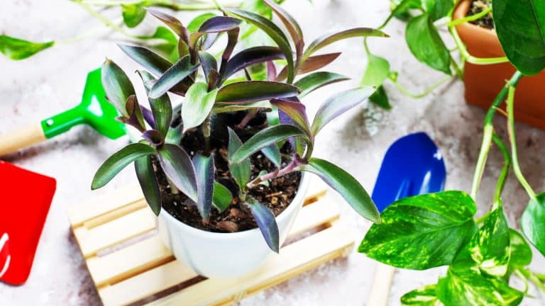 Préparez votre jardin pour un printemps éblouissant : taillez ces 5 plantes avant la fin octobre