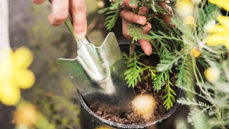 Quatre arbustes à planter en octobre pour transformer votre jardin en un havre de paix et de beauté