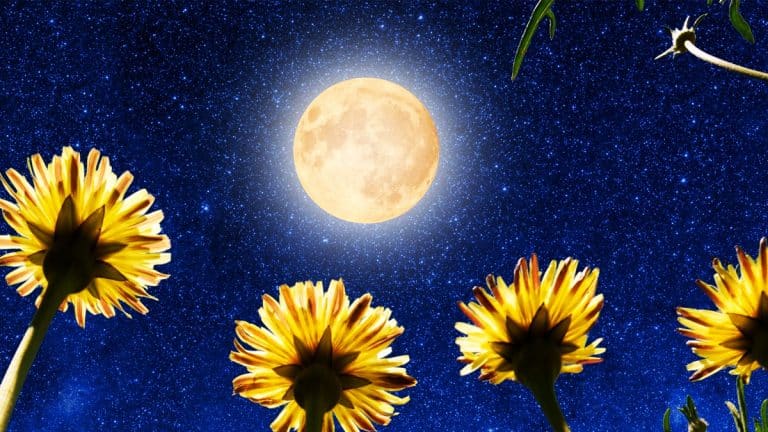 Jardinez en harmonie avec la Lune : voici comment optimiser votre potager en novembre 2024