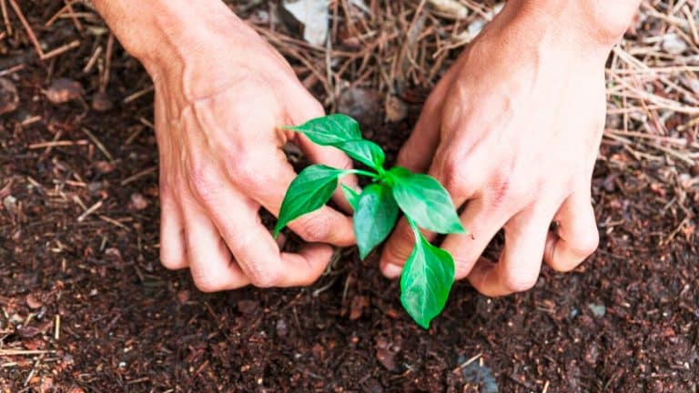 Comment la permaculture peut changer votre vie : atteignez l’autosuffisance et vivez en harmonie avec la nature