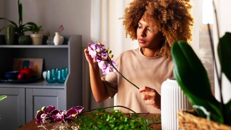 Les secrets pour cultiver le statice, une fleur coupée qui illuminera votre jardin et votre table