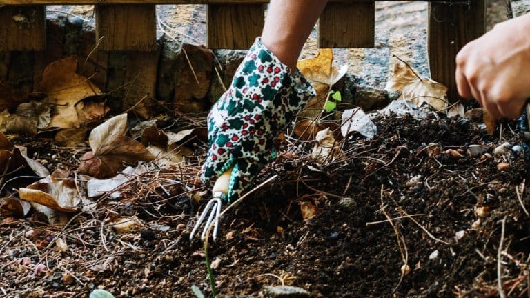 Les secrets du mulch et du paillage pour un jardin florissant et durable : voici comment transformer votre espace vert