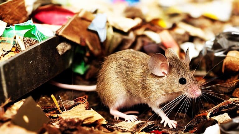 Voici comment protéger votre compost des rats avec des méthodes naturelles et efficaces