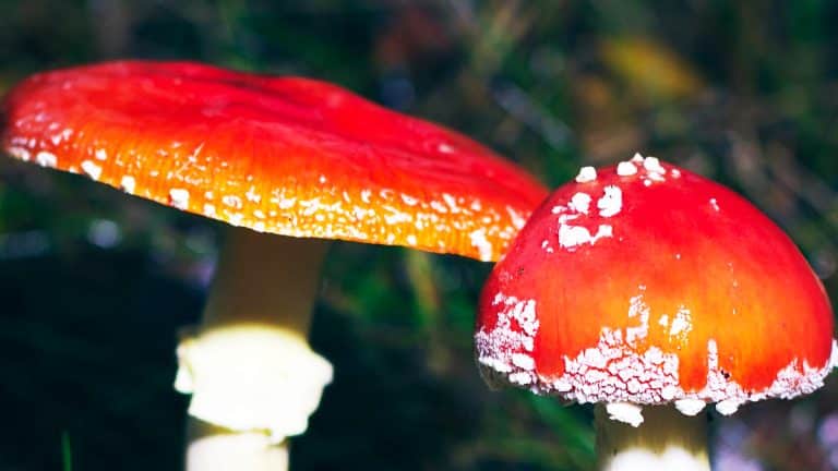 Les secrets pour cultiver vos propres champignons chez vous : Un guide détaillé pour débutants