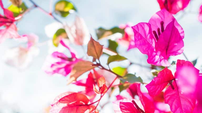 Les secrets pour un bougainvillier éclatant en automne et bien protégé durant l’hiver