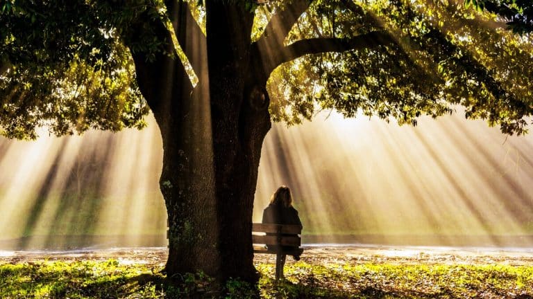 Transformez votre jardin en un sanctuaire de biodiversité avec une haie champêtre ou comestible