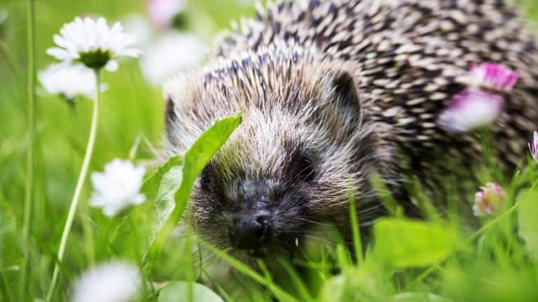 Les signes incontournables d’un hérisson dans votre jardin : comment les identifier pour mieux cohabiter