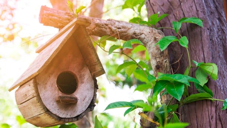 Les secrets pour transformer votre jardin en refuge paradisiaque pour oiseaux grâce à des nichoirs faits maison