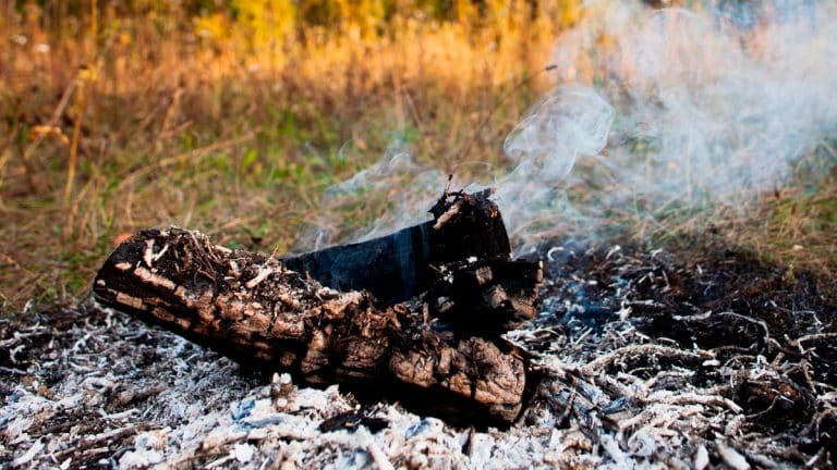 Les cendres de bois sur votre pelouse : un secret écologique pour un gazon plus vert ? Découvrez comment les utiliser efficacement !