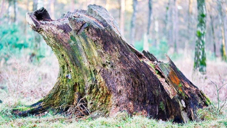 Découvrez comment vous débarrasser naturellement des souches d’arbre dans votre jardin avec ces astuces infaillibles