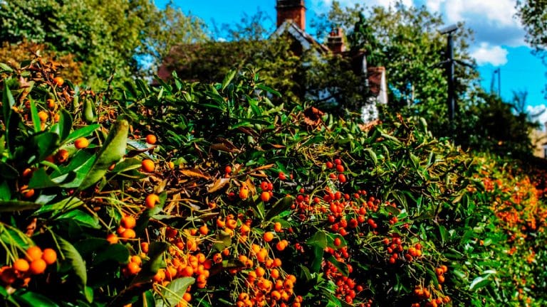 Les secrets pour prospérer avec une haie fruitière en permaculture : un guide pour nourrir corps et âme