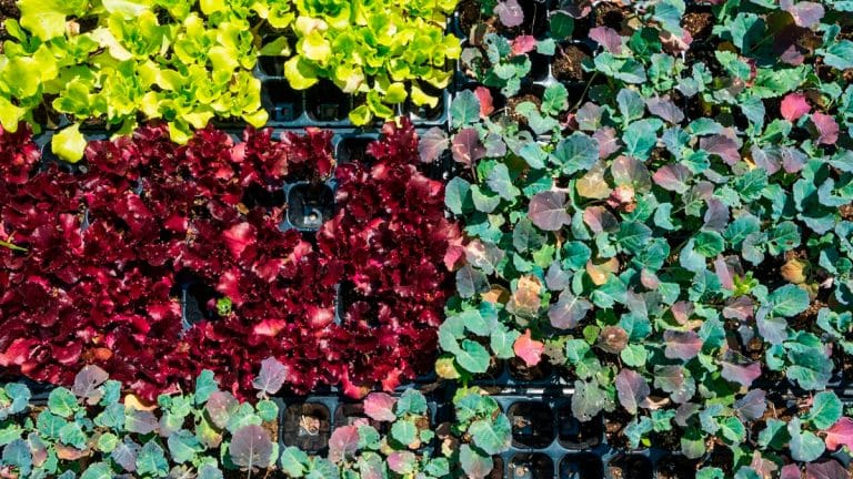 Ces 5 plantes couvre-sol qui transformeront votre jardin en un tableau vivant