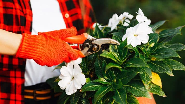 Ces plantes à tailler cet hiver pour un jardin flamboyant au printemps