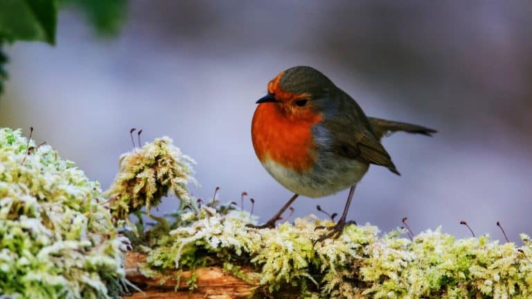 Créez un sanctuaire automnal pour les rouge-gorges et éveillez la magie de votre jardin