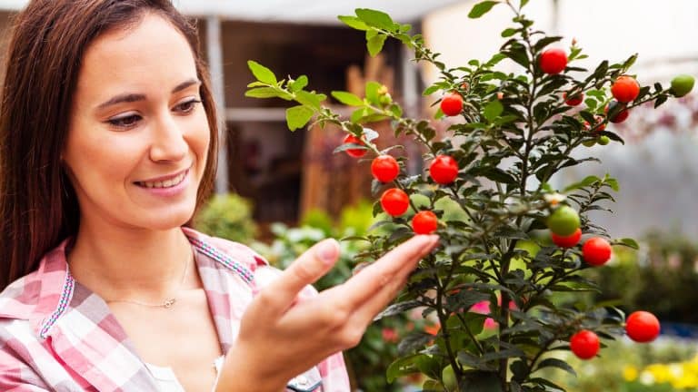 Voici comment doubler votre récolte en taillant ces quatre arbres fruitiers