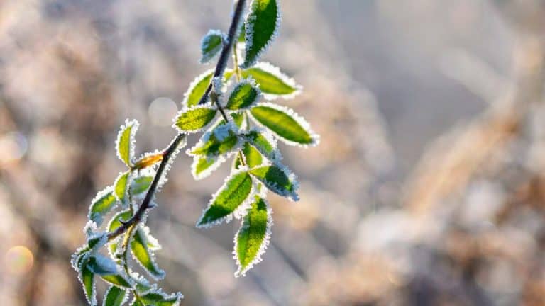 Découvrez la plante qui résiste au froid et embellit votre jardin même en hiver