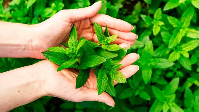 Les secrets de la menthe : découvrez comment cette plante peut révolutionner votre santé et votre jardin