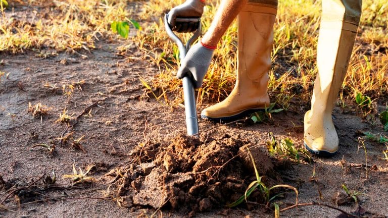 Les secrets du jardinage facile : découvrez comment l’arrache-rumex révolutionne l’entretien de votre jardin