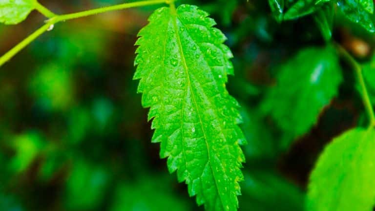 Les secrets insoupçonnés des orties en permaculture : transformez votre jardin en un havre de biodiversité et de santé