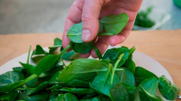 Découvrez comment cultiver de la mâche fraîche cet hiver dans votre potager en altitude