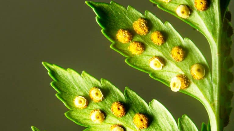 Découvrez le chénopode, l’herbe sauvage qui révolutionnera vos plats et ravira vos papilles