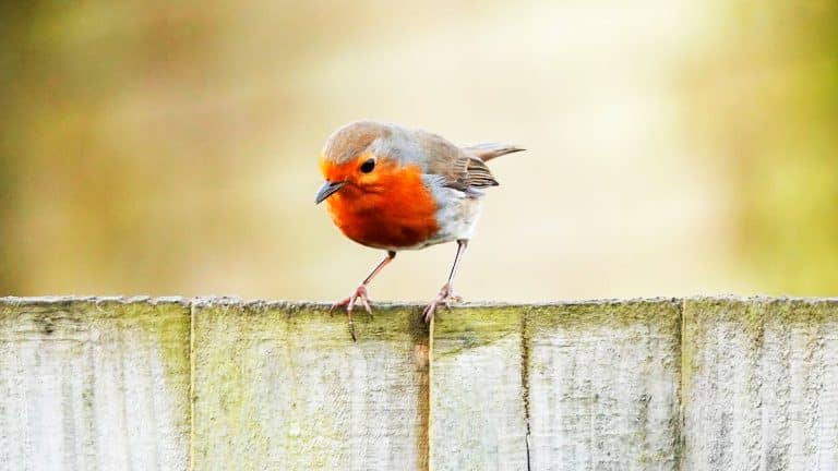 Ces petits oiseaux de votre jardin qui jouent un rôle crucial pour un écosystème équilibré et vibrant