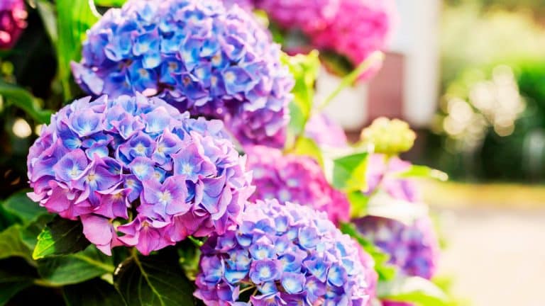 Transformez vos hortensias : les secrets pour un jardin éblouissant avant l’hiver