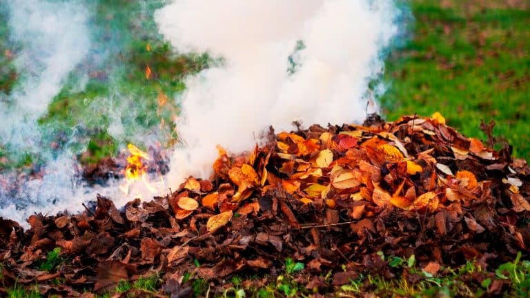 Transformez vos cendres en or vert : découvrez comment enrichir votre jardin tout en respectant l’environnement