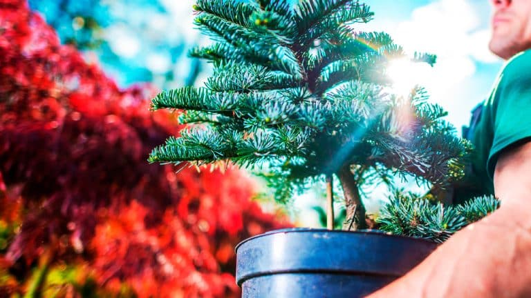 Découvrez comment ces merveilleuses plantes résistent au froid tout en illuminant votre jardin d’hiver