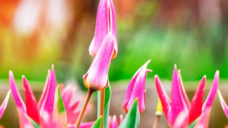 Les secrets pour un jardin printanier éclatant : découvrez les six fleurs à planter dès maintenant