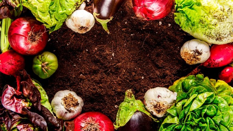 Transformez votre jardin en un havre de fertilité : cinq secrets pour un potager luxuriant et des récoltes doublées