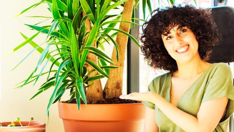 Découvrez les meilleures plantes nécessitant peu d’entretien pour rafraîchir votre intérieur sans effort