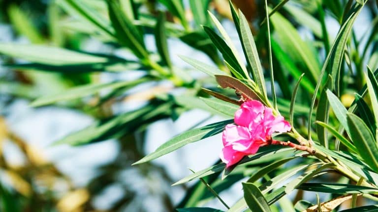 Comment votre laurier rose peut magnifiquement survivre à l’hiver : des secrets révélés pour une floraison éblouissante