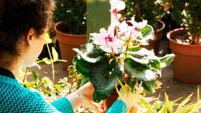 Découvrez comment un jardin bien préparé peut affronter l’hiver sans souci et fleurir au printemps