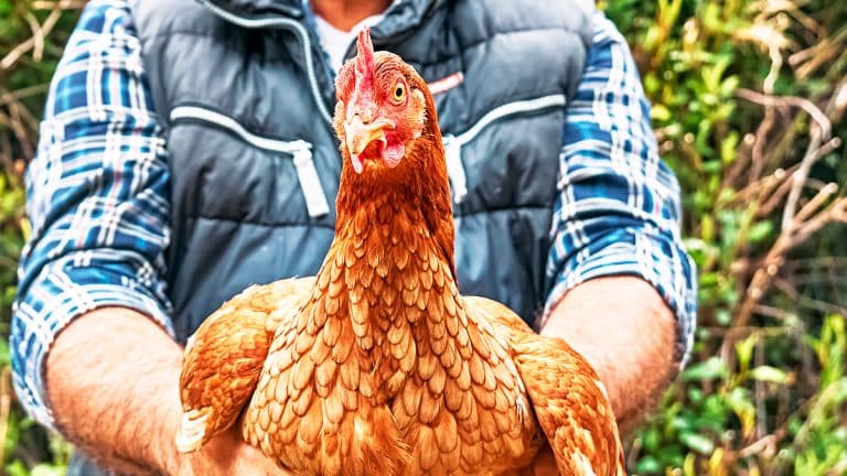 Découvrez comment garder vos poules au sec cet automne : astuces et conseils pour un poulailler impeccable malgré la pluie