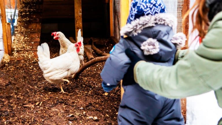 Préparez votre poulailler pour l’hiver : découvrez comment chouchouter vos poules durant les mois froids