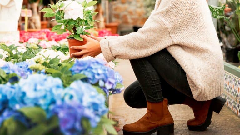 Les secrets pour protéger vos hortensias du gel et assurer une floraison époustouflante