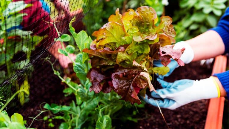 Secrets de la culture sur butte au potager pour un jardin luxuriant et respectueux de l’environnement