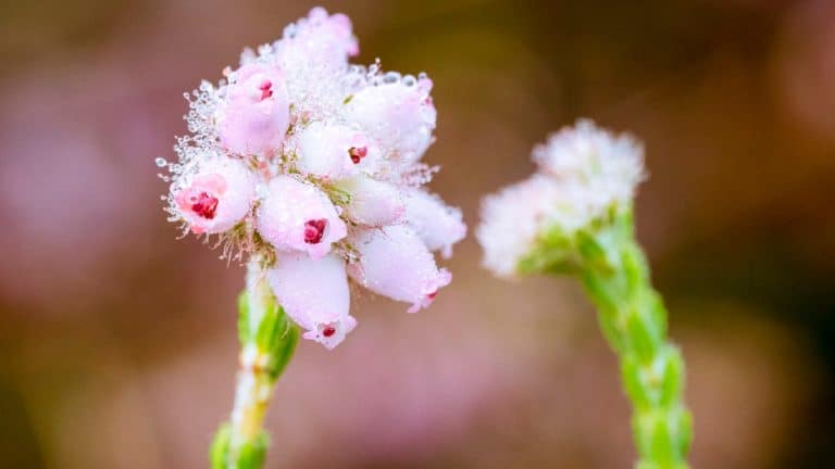 Découvrez le serpolet, une alternative écologique et parfumée à la pelouse traditionnelle