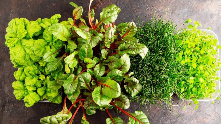 Les 7 légumes verts sauvages incontournables pour réinventer vos salades et enchanter vos papilles