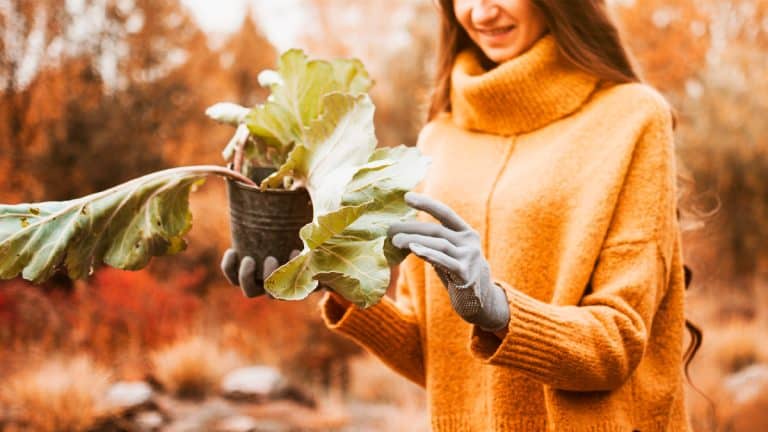 Préparez votre jardin pour affronter l’hiver : les 9 étapes incontournables pour un automne productif