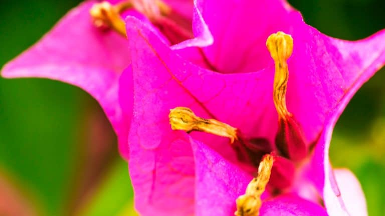 Les secrets d’une taille parfaite pour une bougainvillée florissante tout au long de l’année