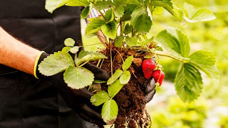 Découvrez les secrets pour planter et transplanter vos fraises pour une récolte juteuse et abondante