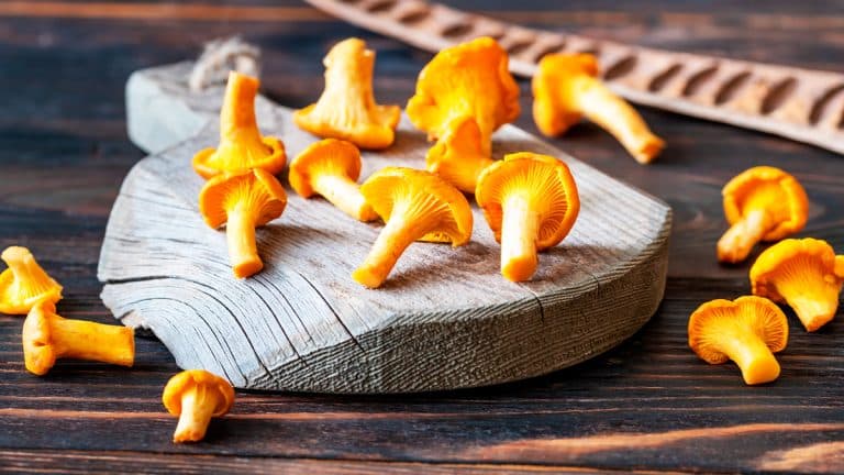 Ces champignons dangereux qui se cachent près des délicieuses chanterelles : ne faites pas cette erreur fatale !