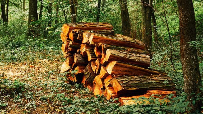 Les secrets pour un bois de chauffage sec : préparez-vous à un hiver chaleureux