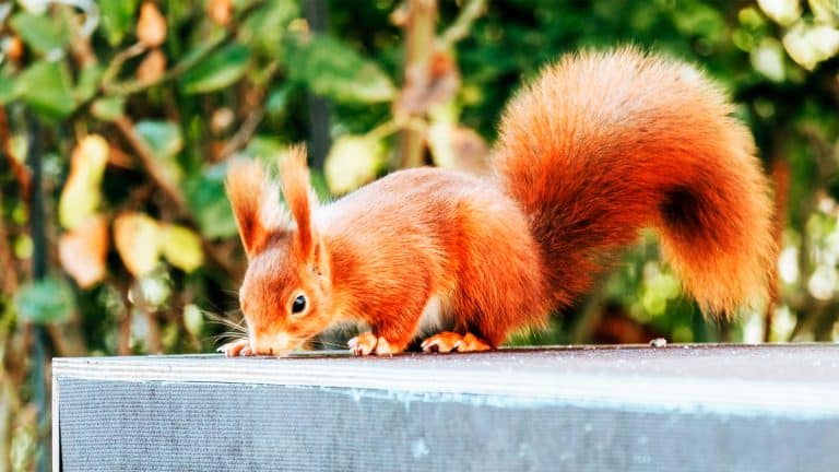 Votre jardin abrite des écureuils, voici comment cohabiter harmonieusement avec ces charmants visiteurs